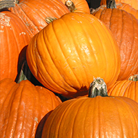 Pumpkin Pile large thumb