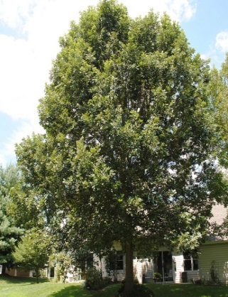 Swamp White Oak