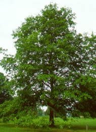 Shingle Oak