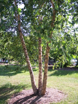 River Birch (multi stem)