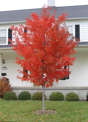 Norwegian Sunset Maple