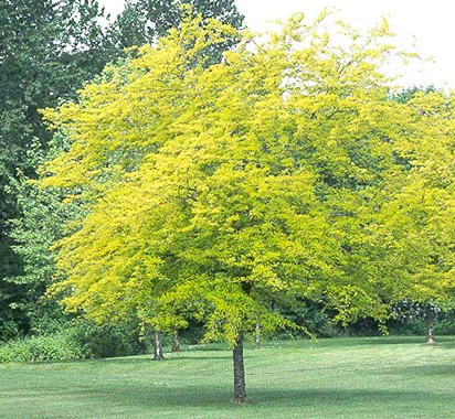 Honeylocust