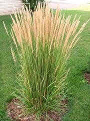 Karl Forester Grass