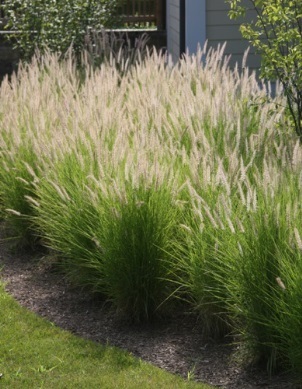 Dwarf Fountain Grass