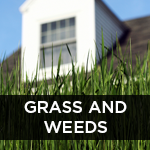 grass and weeds