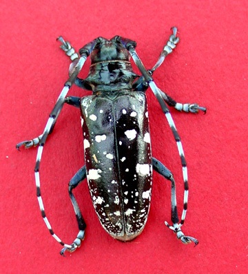 Female Asian Longhorn Beetle