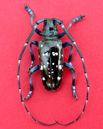 Male Asian Longhorn Beetle